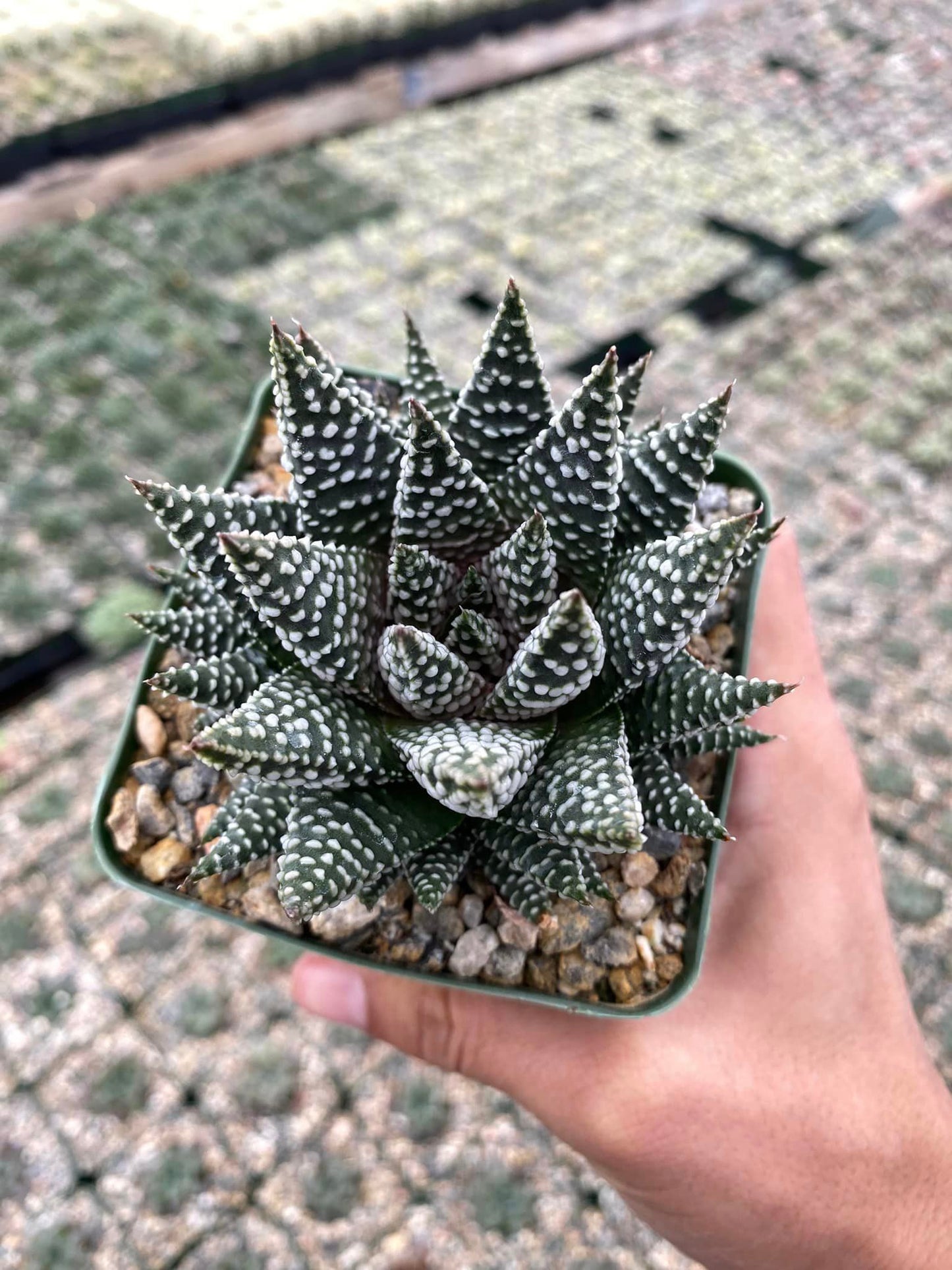 Haworthia Pumila