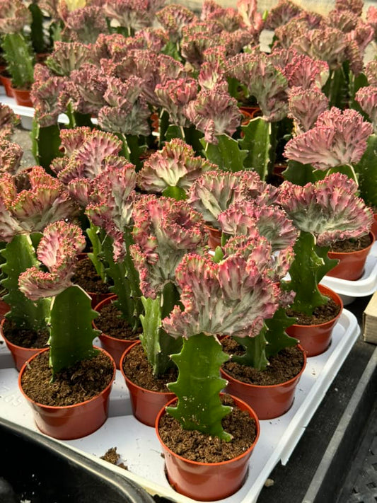 Euphorbia Lactea Rosa Chica