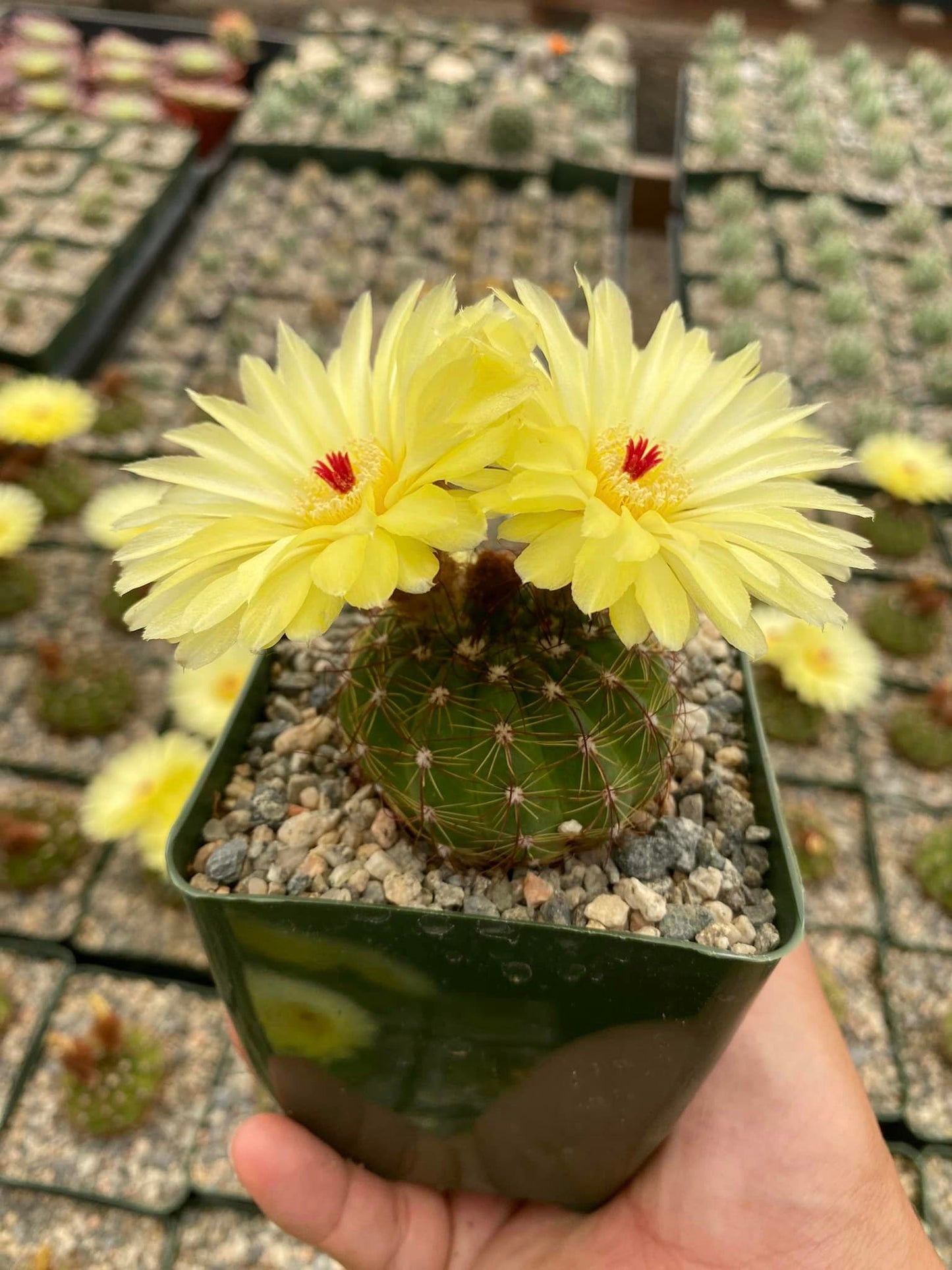 Notocactus ottonis var. Aigua