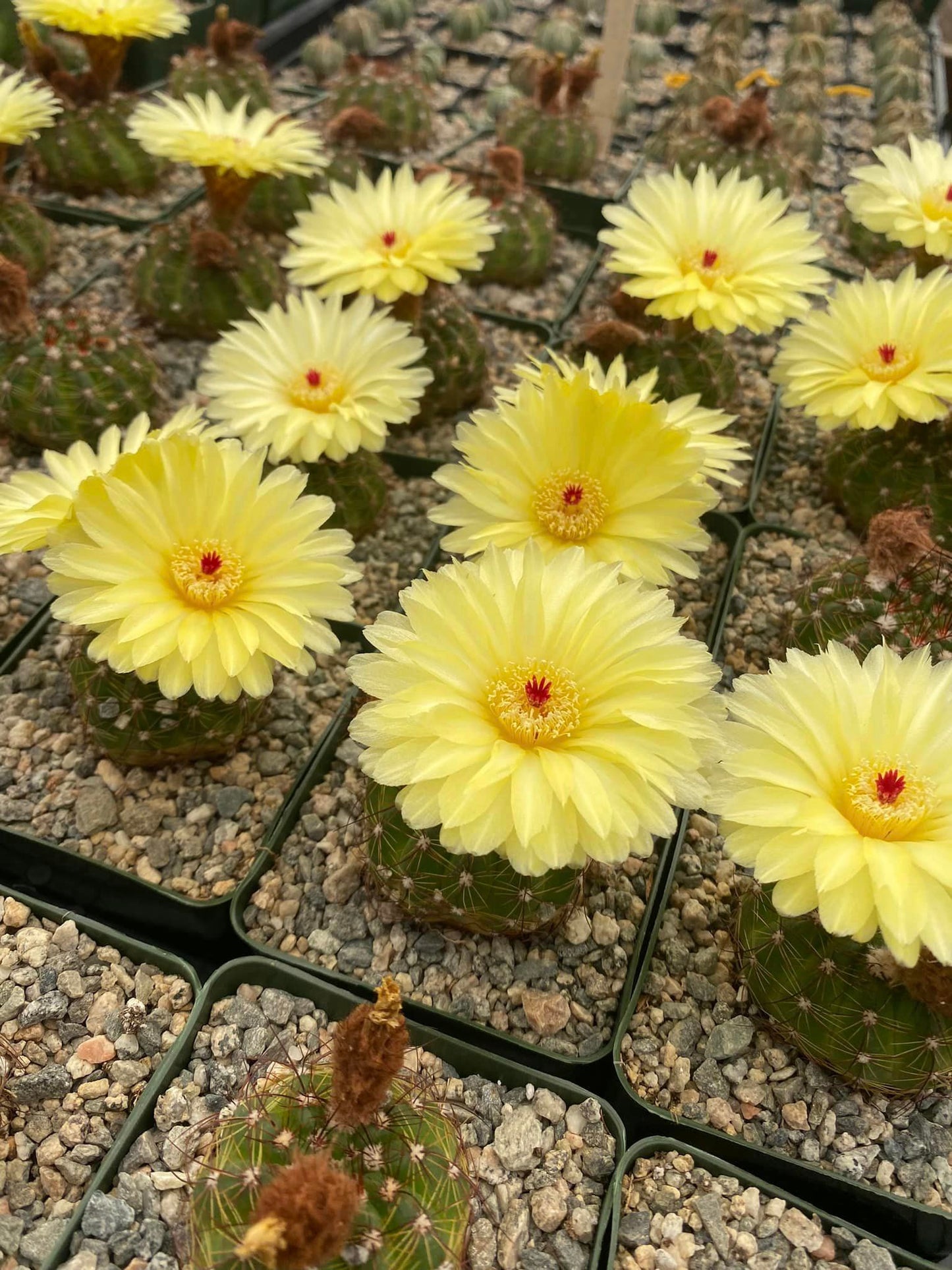 Notocactus ottonis var. Aigua