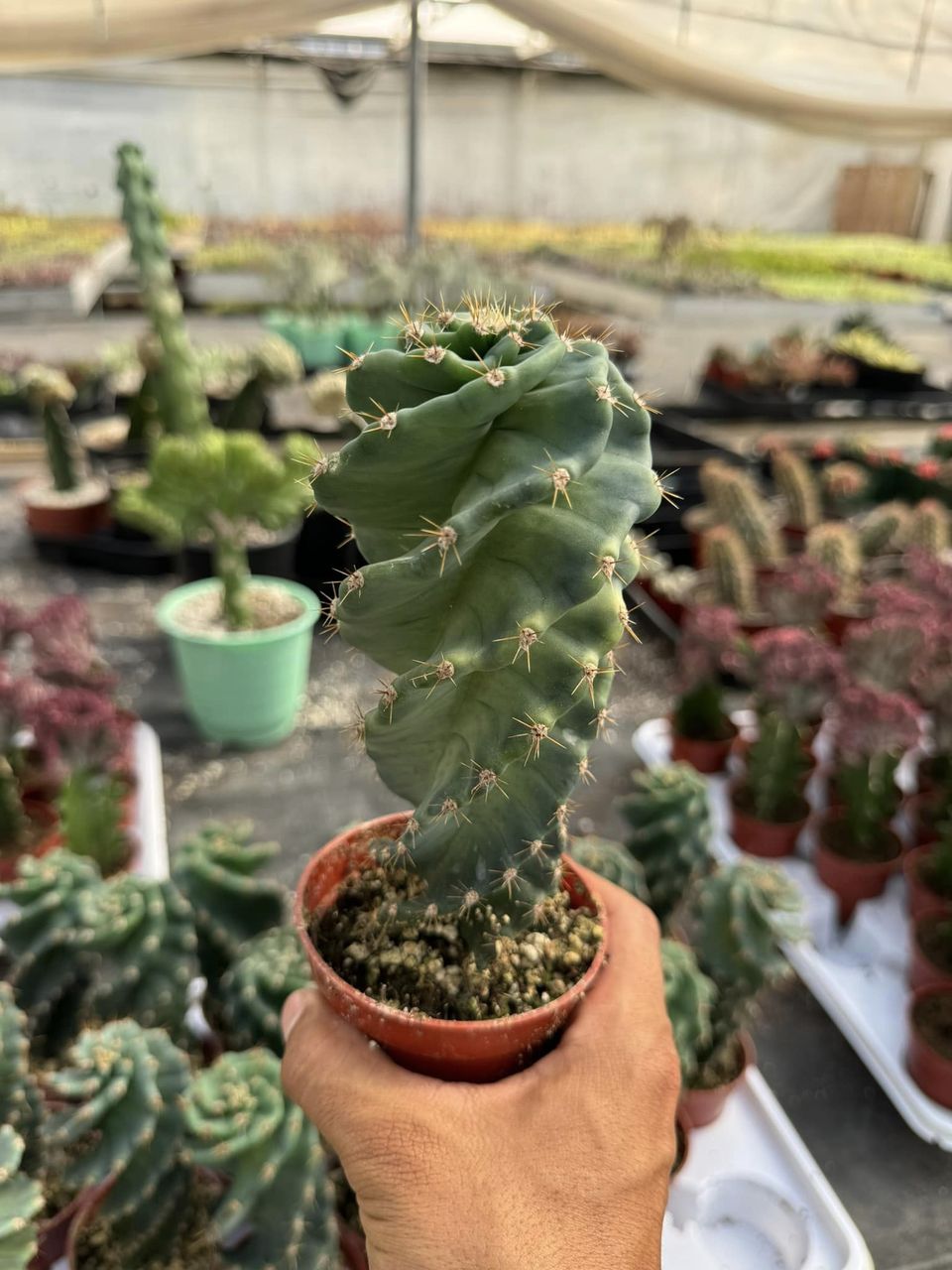 Cereus forbesii spiralis