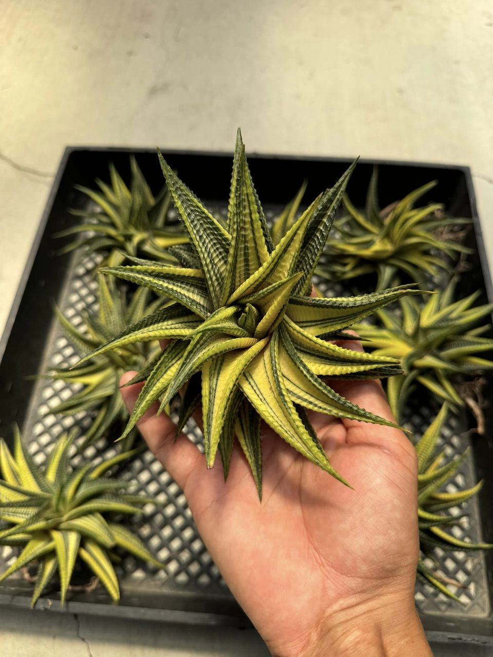 Haworthia Limifolia Variegada