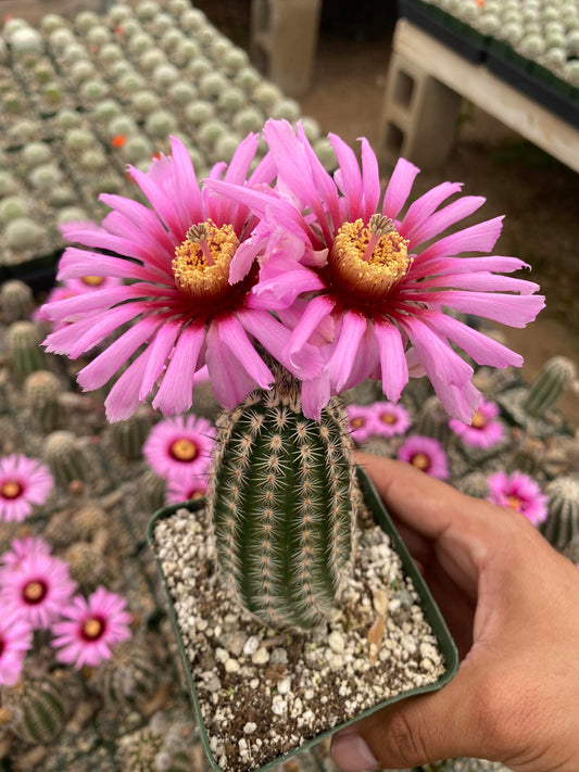 Echinocereus reichenbachii var. Albertii