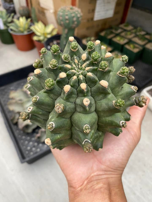 Gymnocalycium kikko inermis