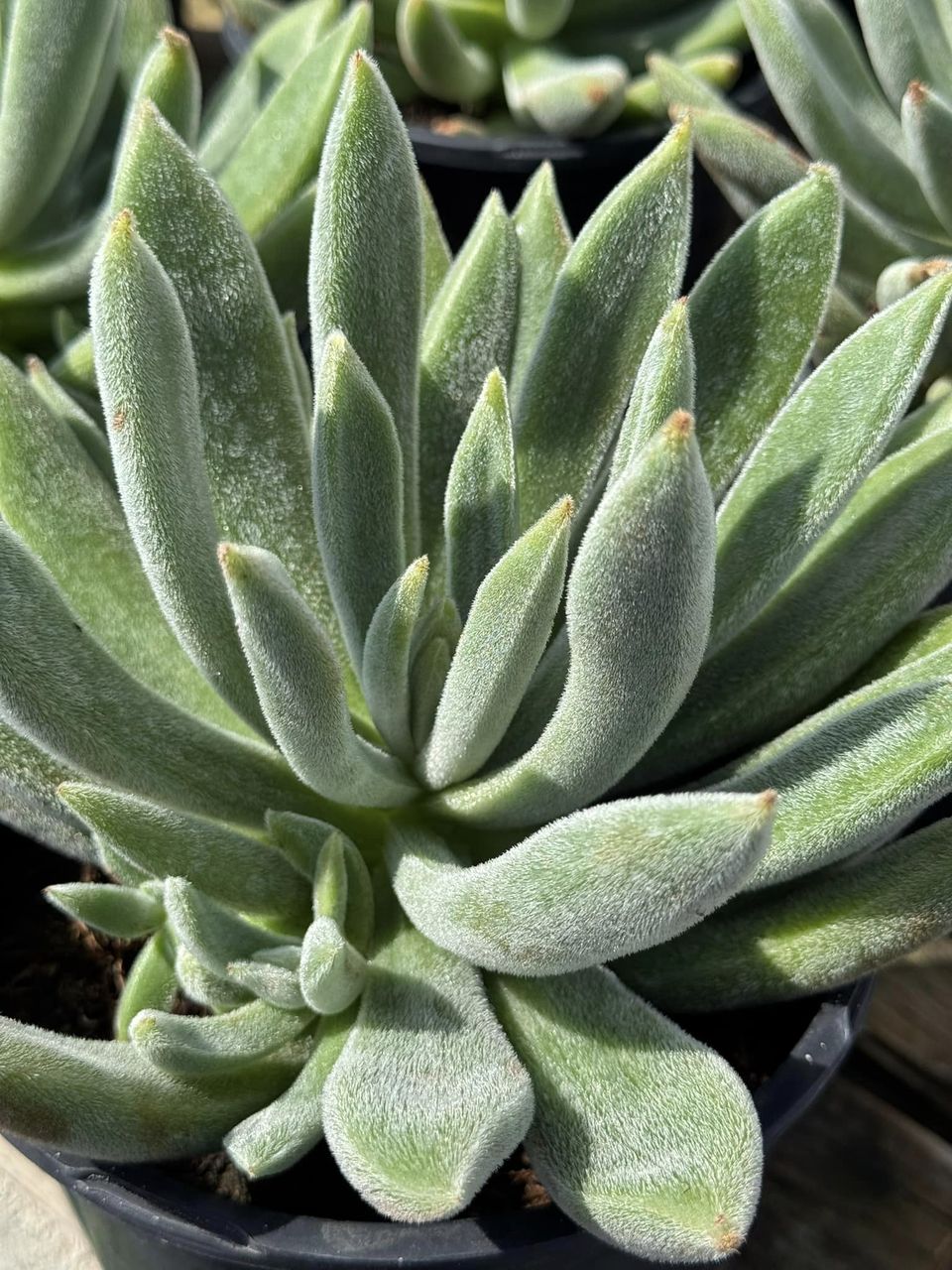 Echeveria Icicle