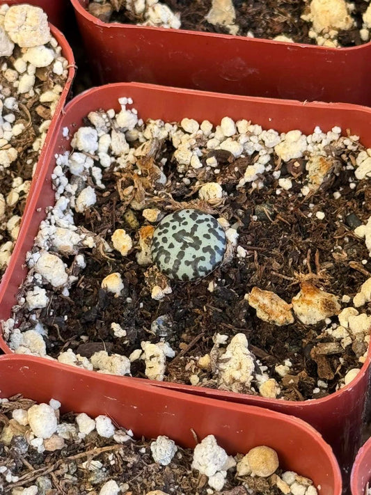 Conophytum obcordellum cr1306