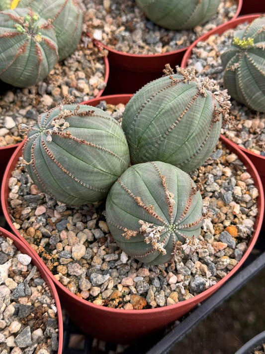 Euphorbia Obesa Cluster