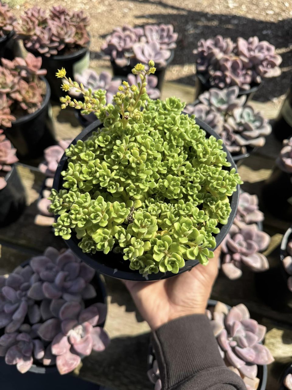 Aeonium Irish Bouquet