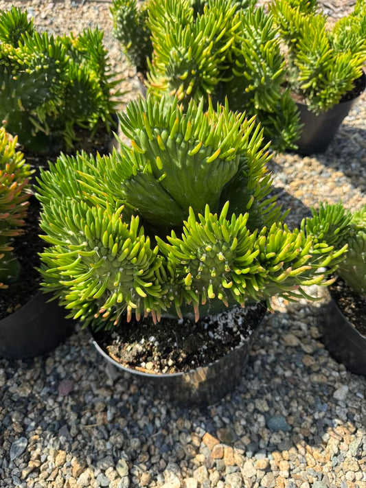 Opuntia subulata crestada