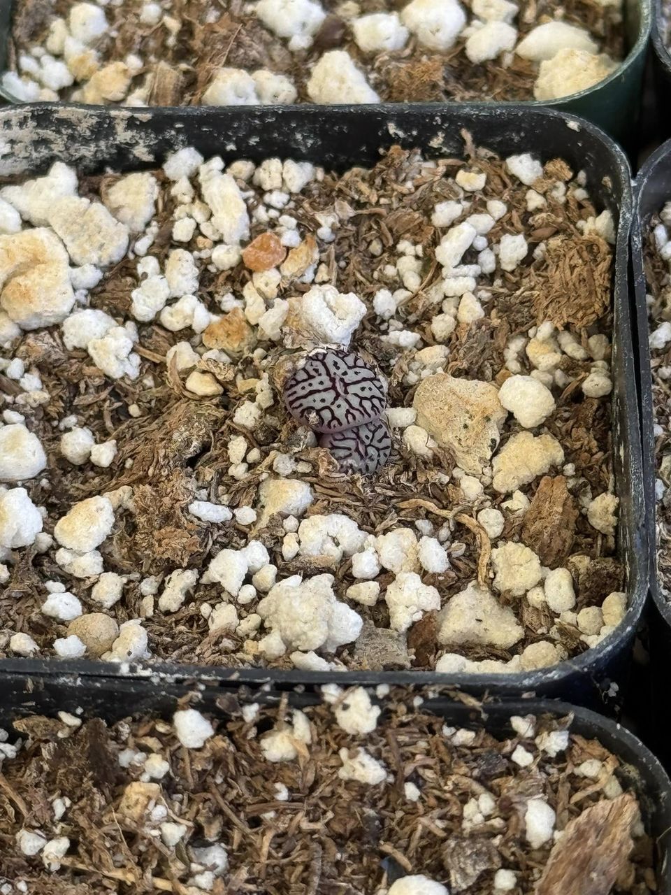 Conophytum minimum RR714