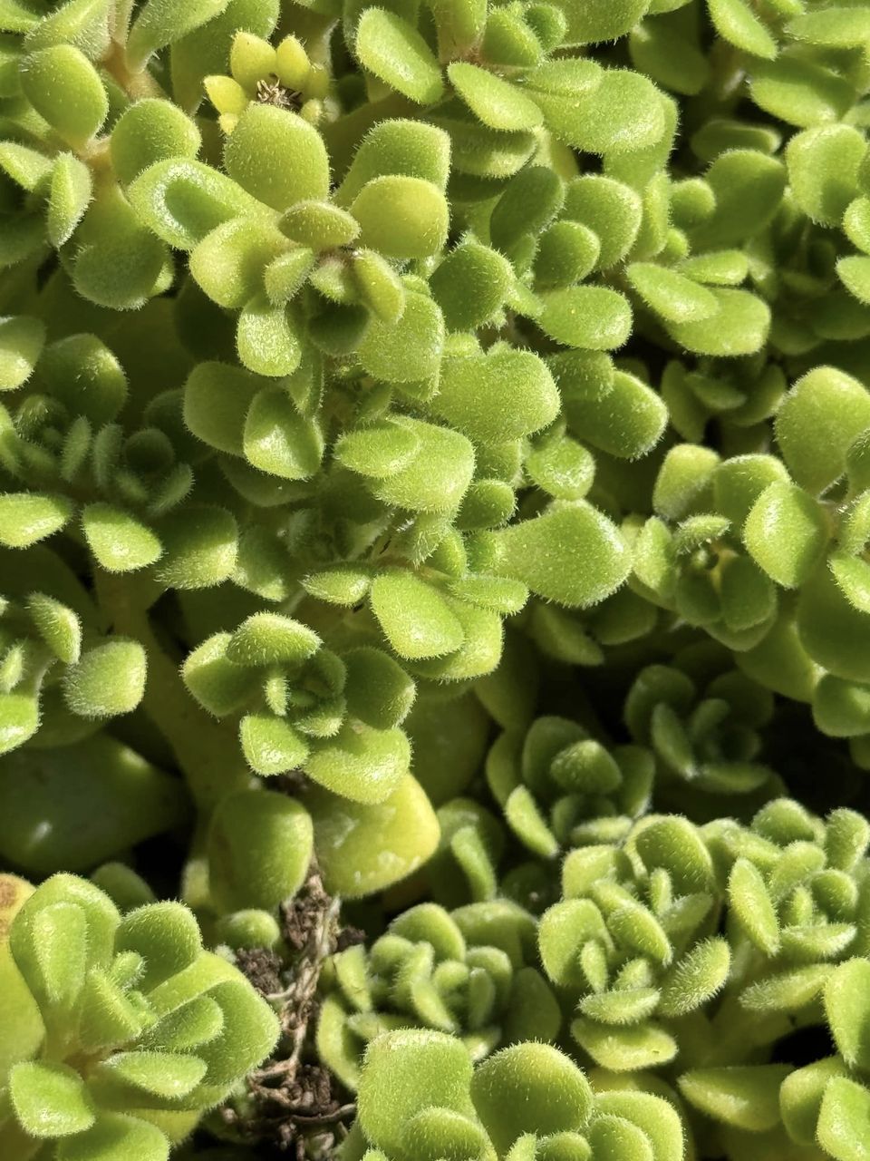 Aeonium Irish Bouquet