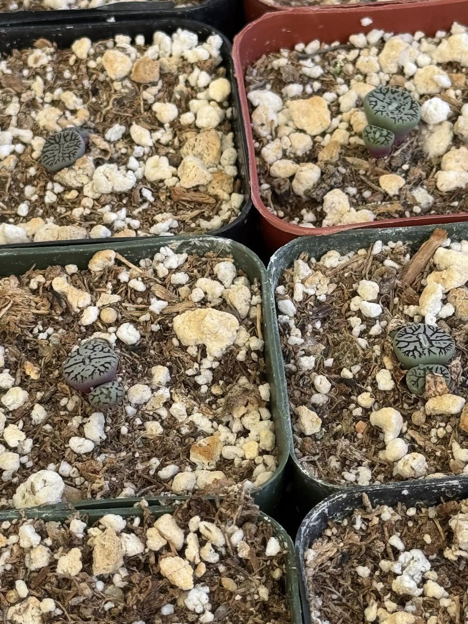 Conophytum minimum RR714