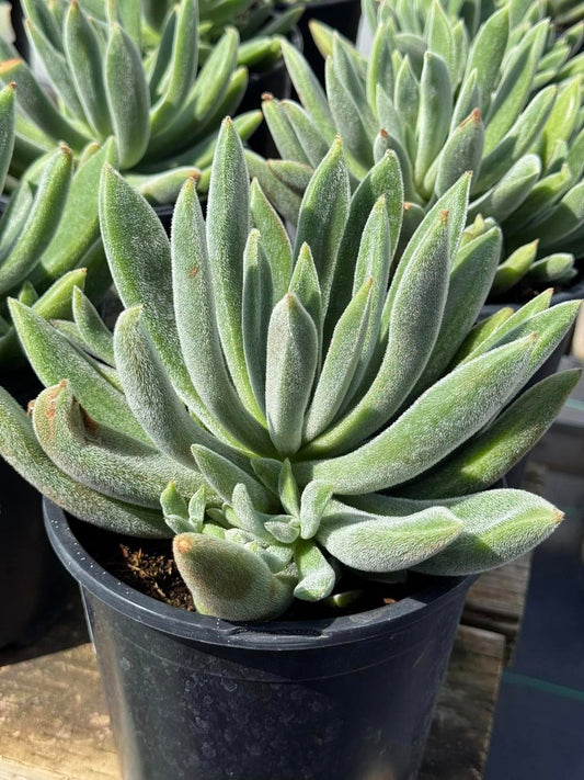 Echeveria Icicle