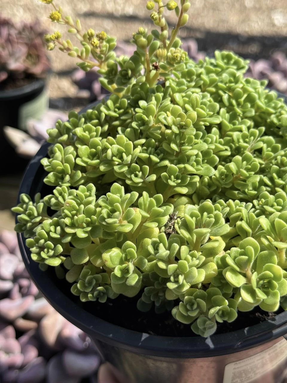 Aeonium Irish Bouquet