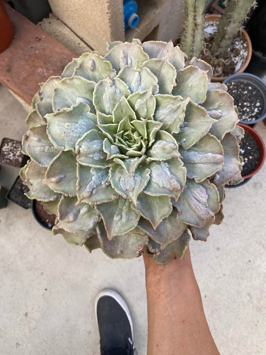 Echeveria madiba caranculada jumbo