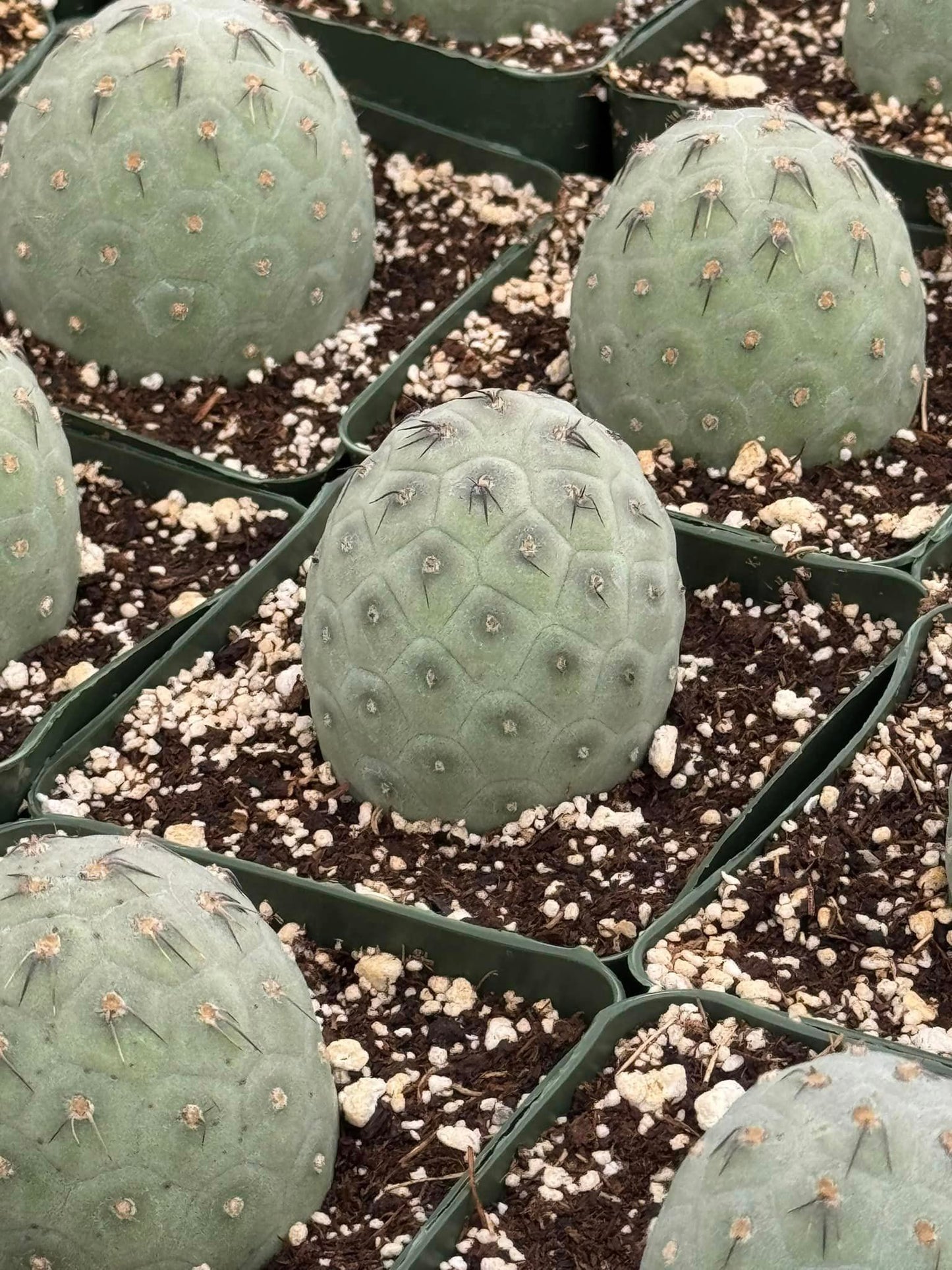 Tephorocactus geométricus