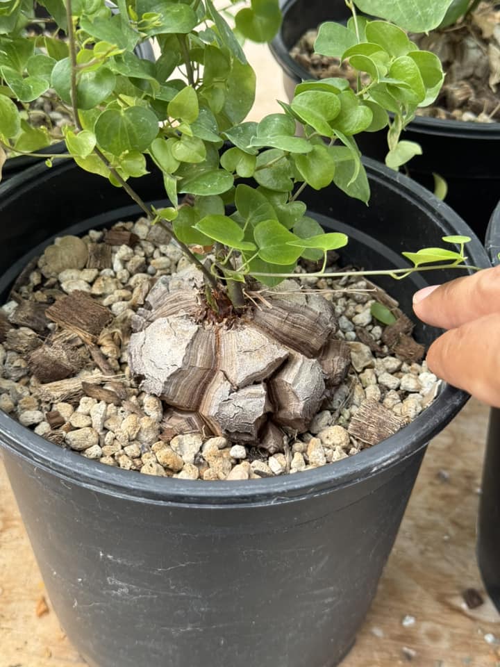 Dioscorea elephantipes ‘montana’