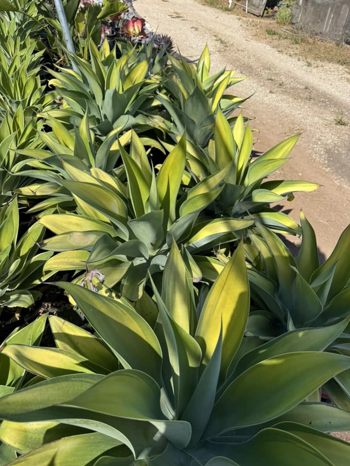 Agave Karas Stripe