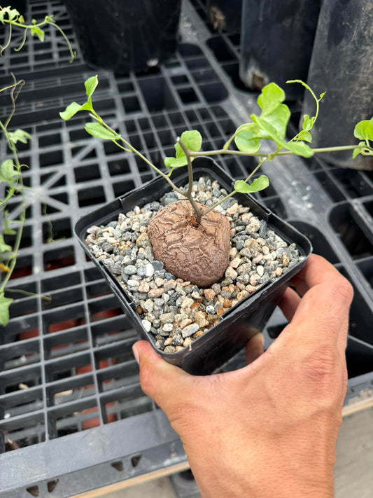 Dioscorea Elephantipes