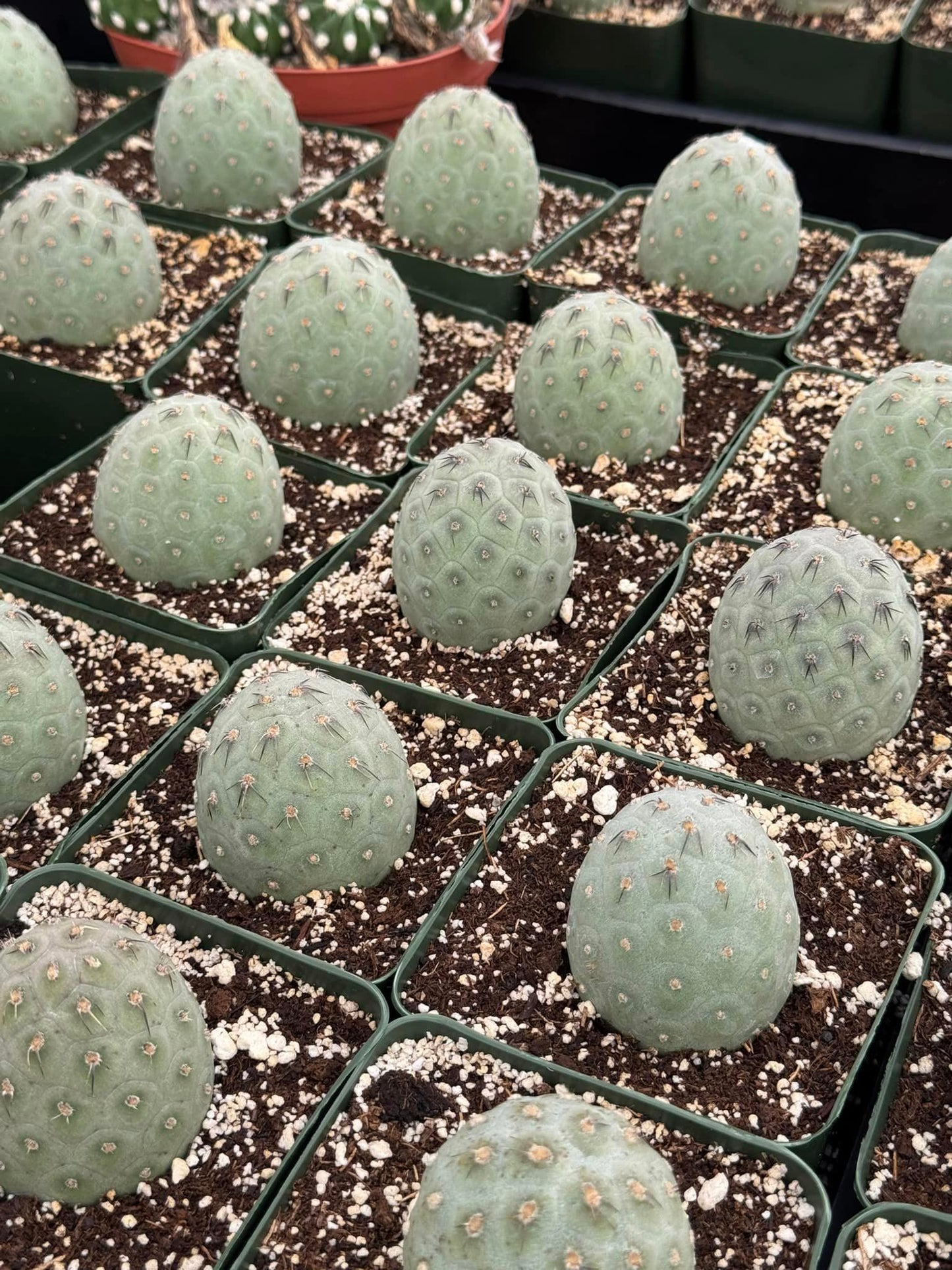 Tephorocactus geométricus