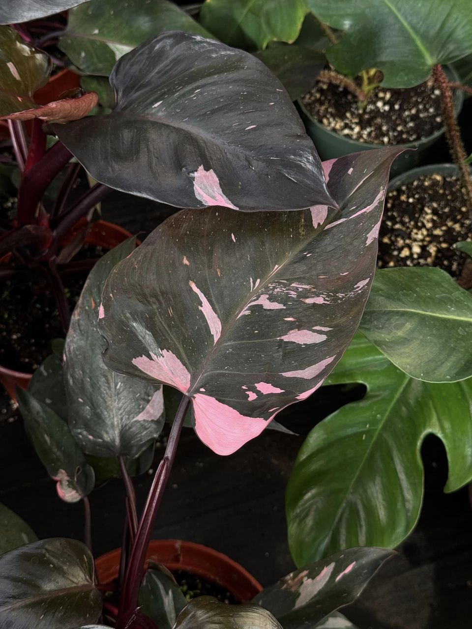 philodendron Pink Princess