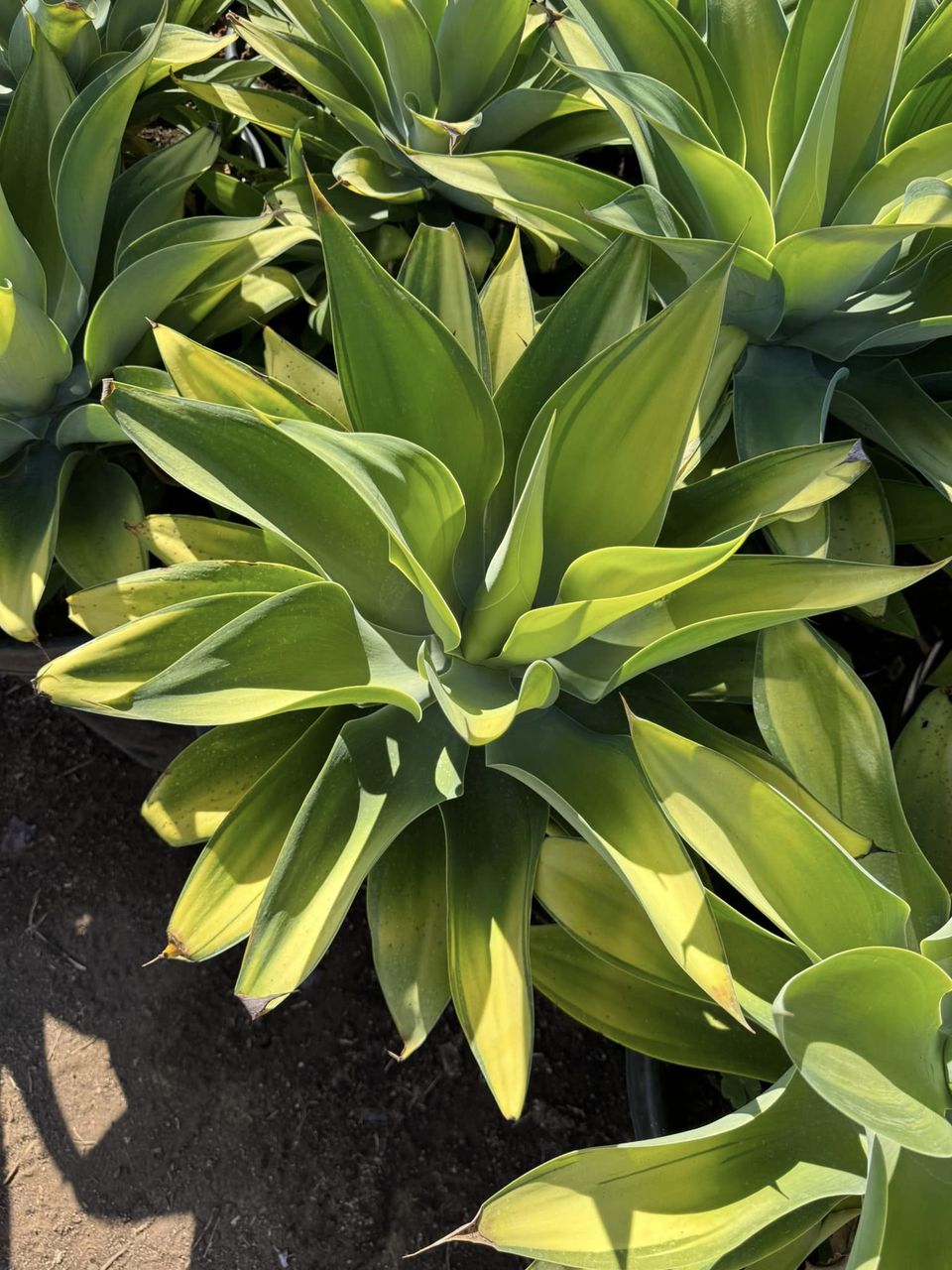 Agave Karas Stripe