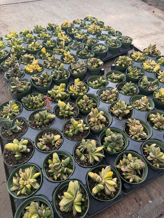 Gasteria gracilis cluster variegada