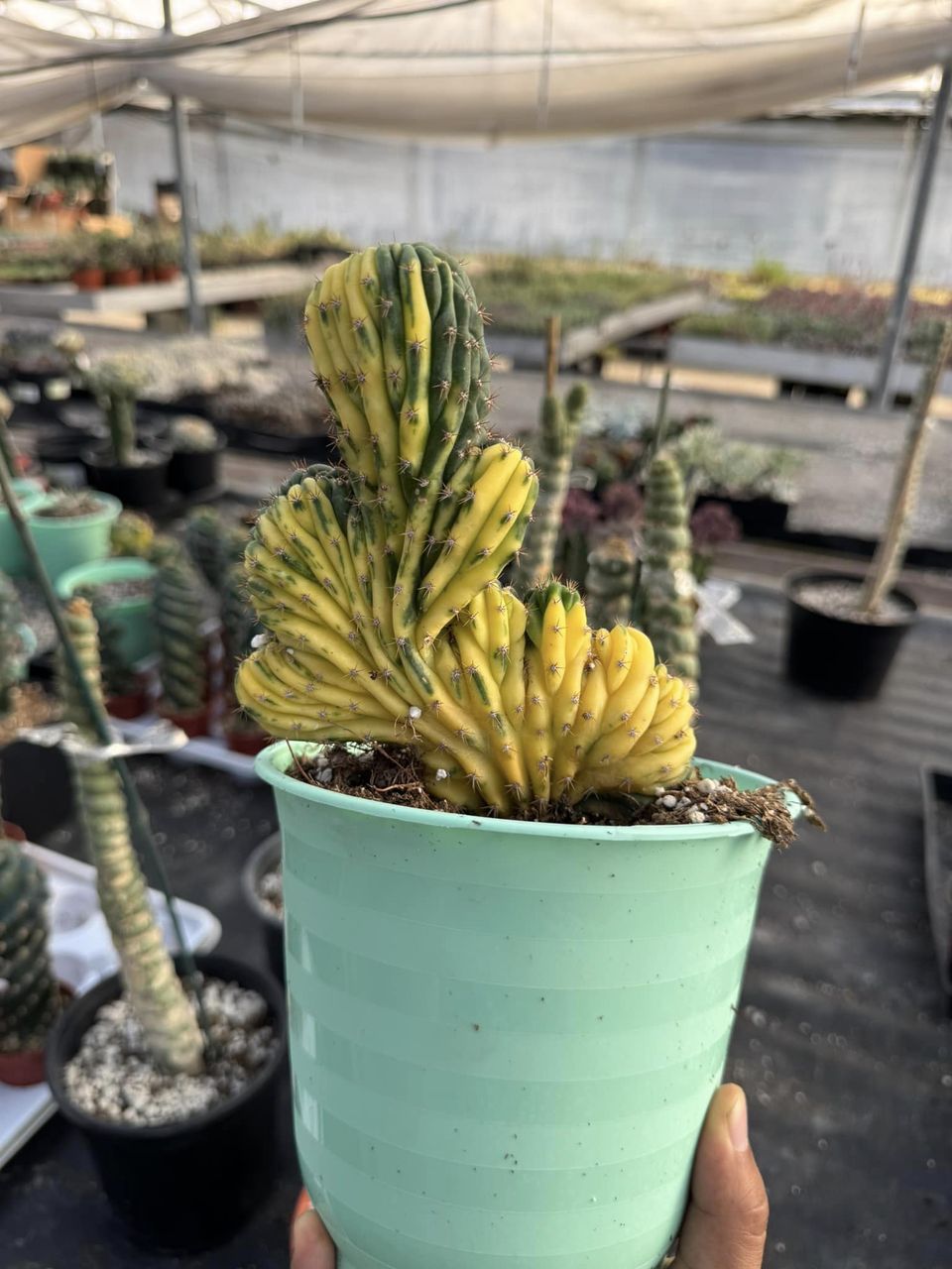 Cresta san Pedro Variegada