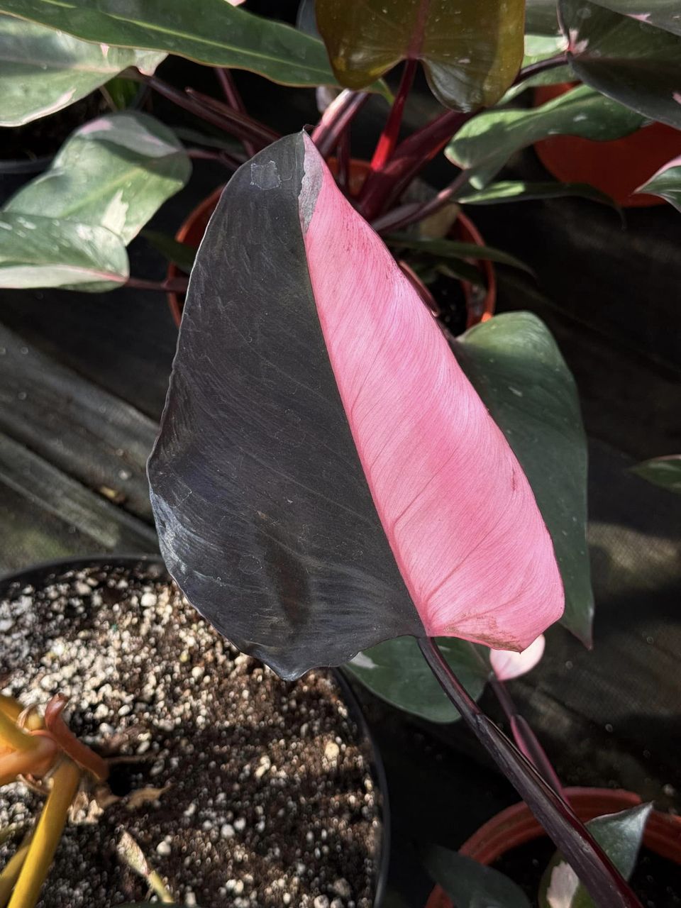 philodendron Pink Princess