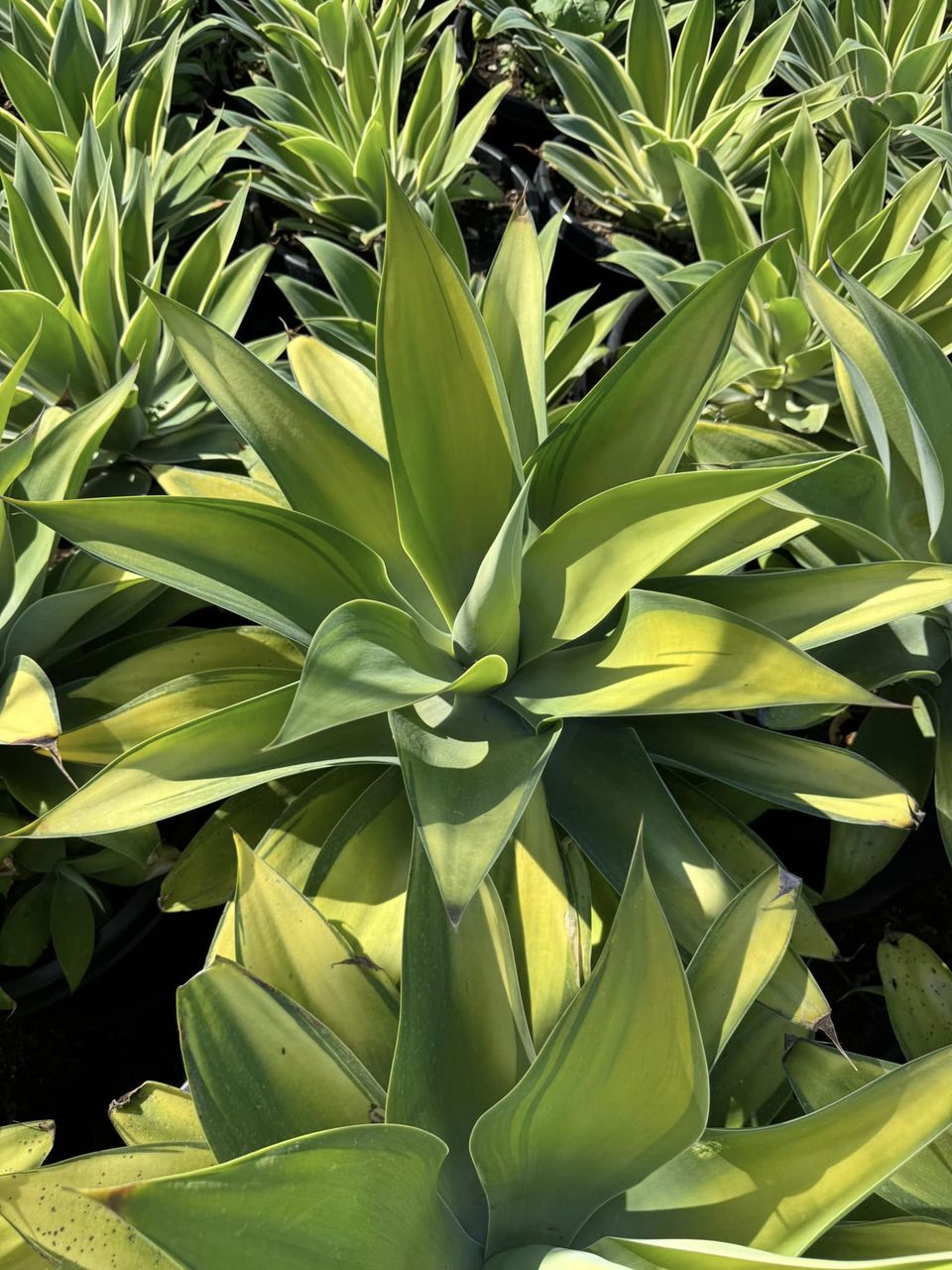 Agave Karas Stripe