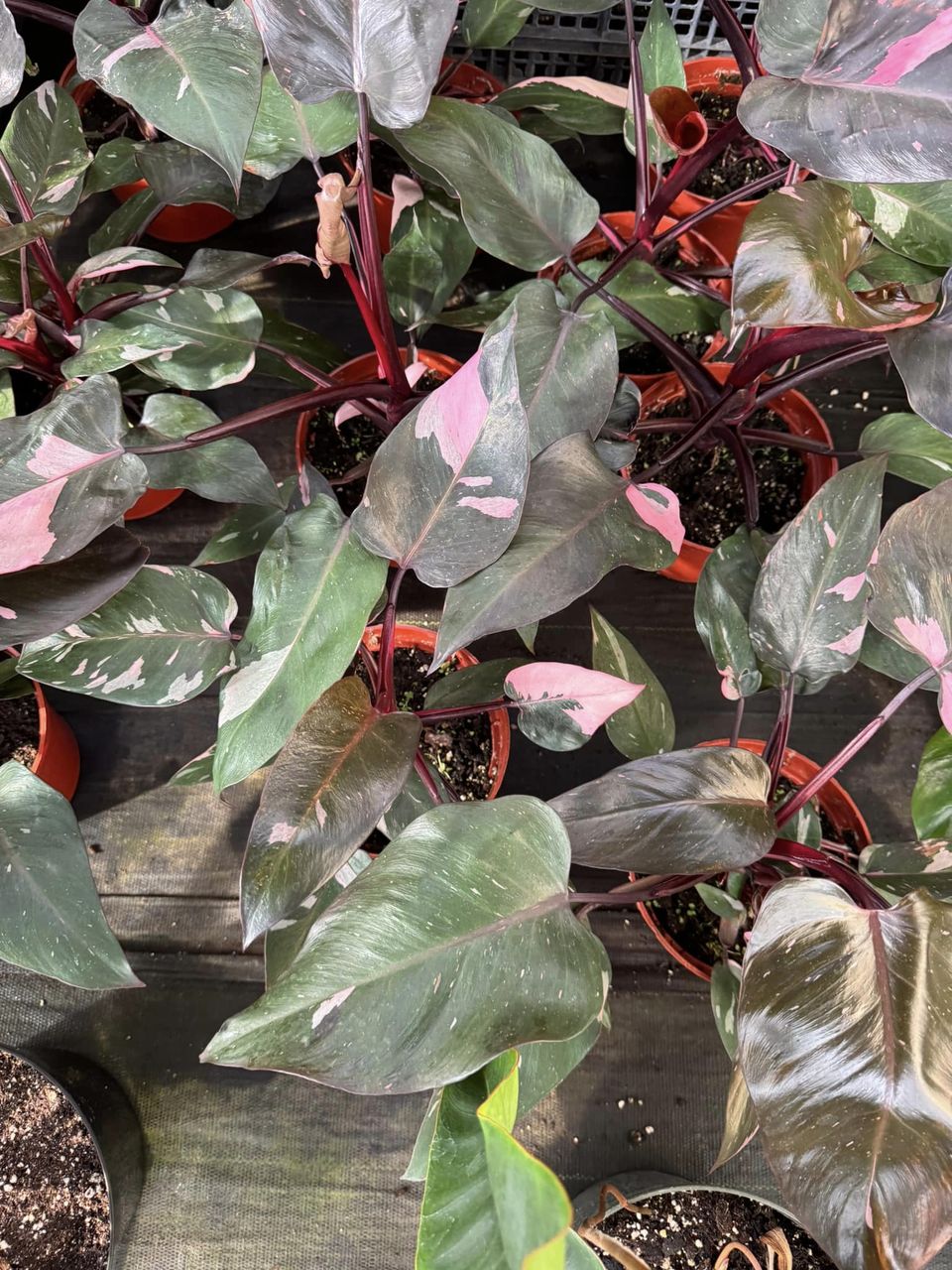 philodendron Pink Princess