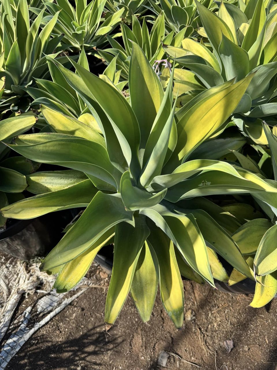 Agave Karas Stripe