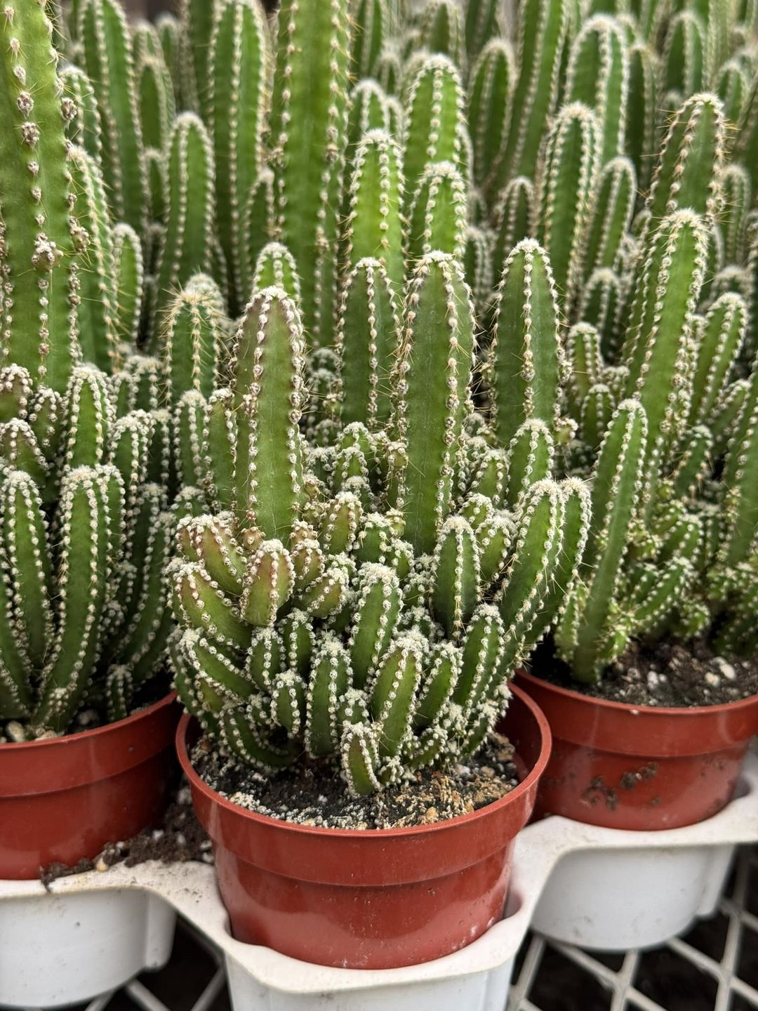 Acanthocereus tetragonus (Castillo de hadas)