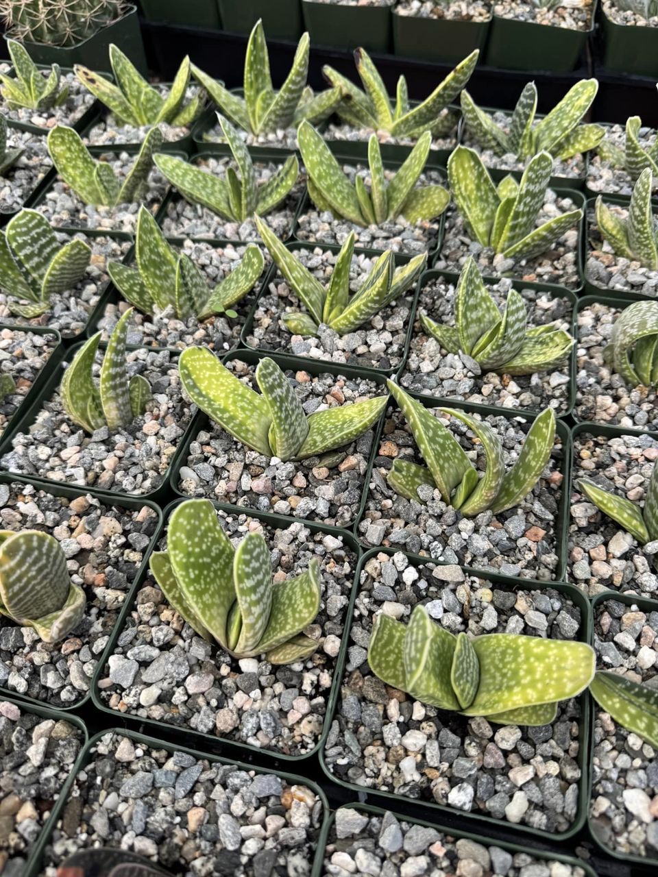 Gasteria obtusa Variegada