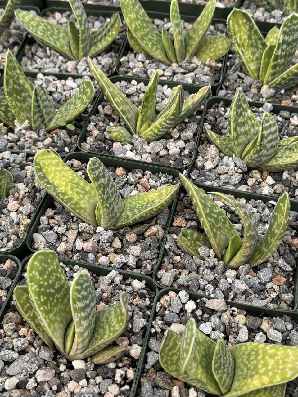 Gasteria obtusa Variegada