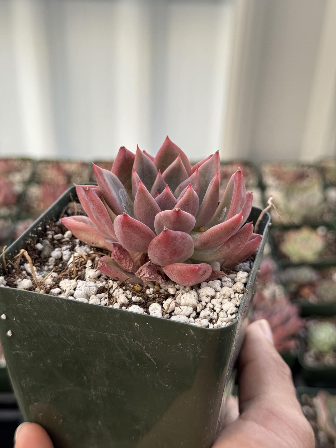 Echeveria Ocean star