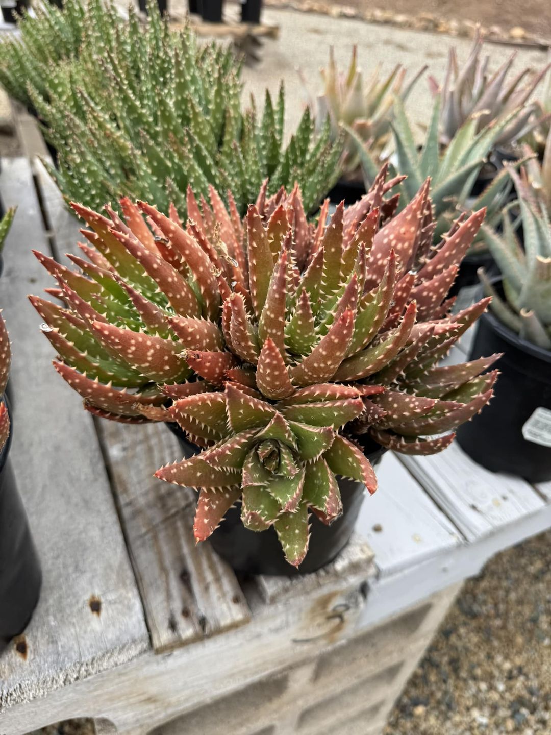 Aloe grosbys