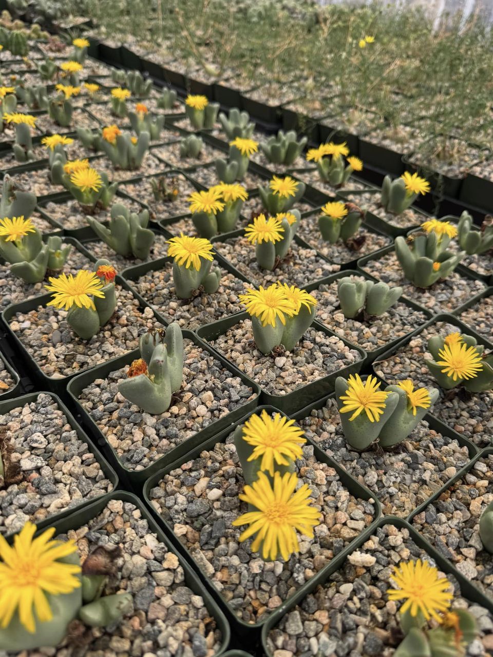 Conophytum bilobum cluster