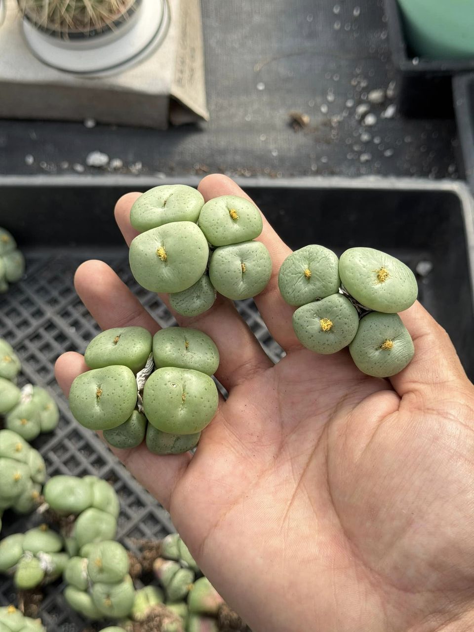 Conophytum obcordellum var. Ceresianum cluster