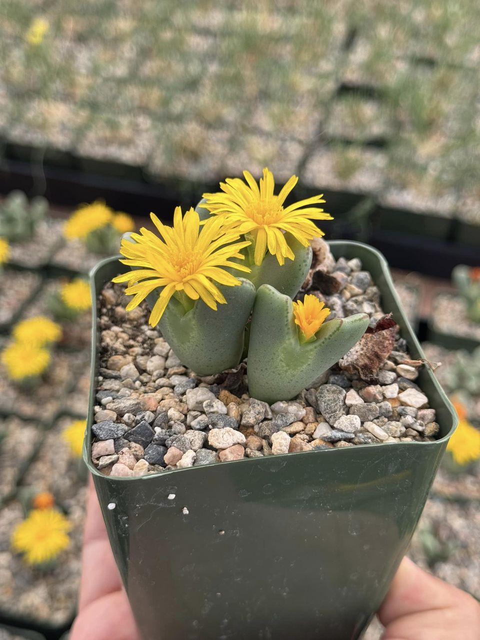 Conophytum bilobum cluster