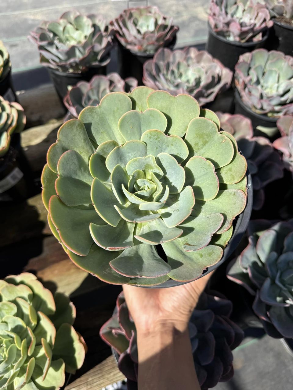 Echeveria love’s light