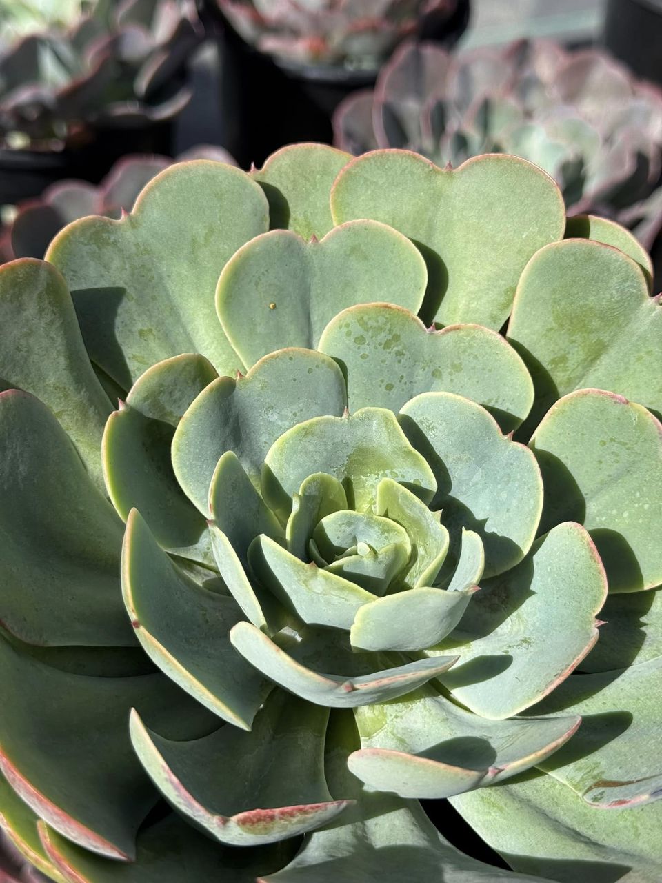 Echeveria love’s light