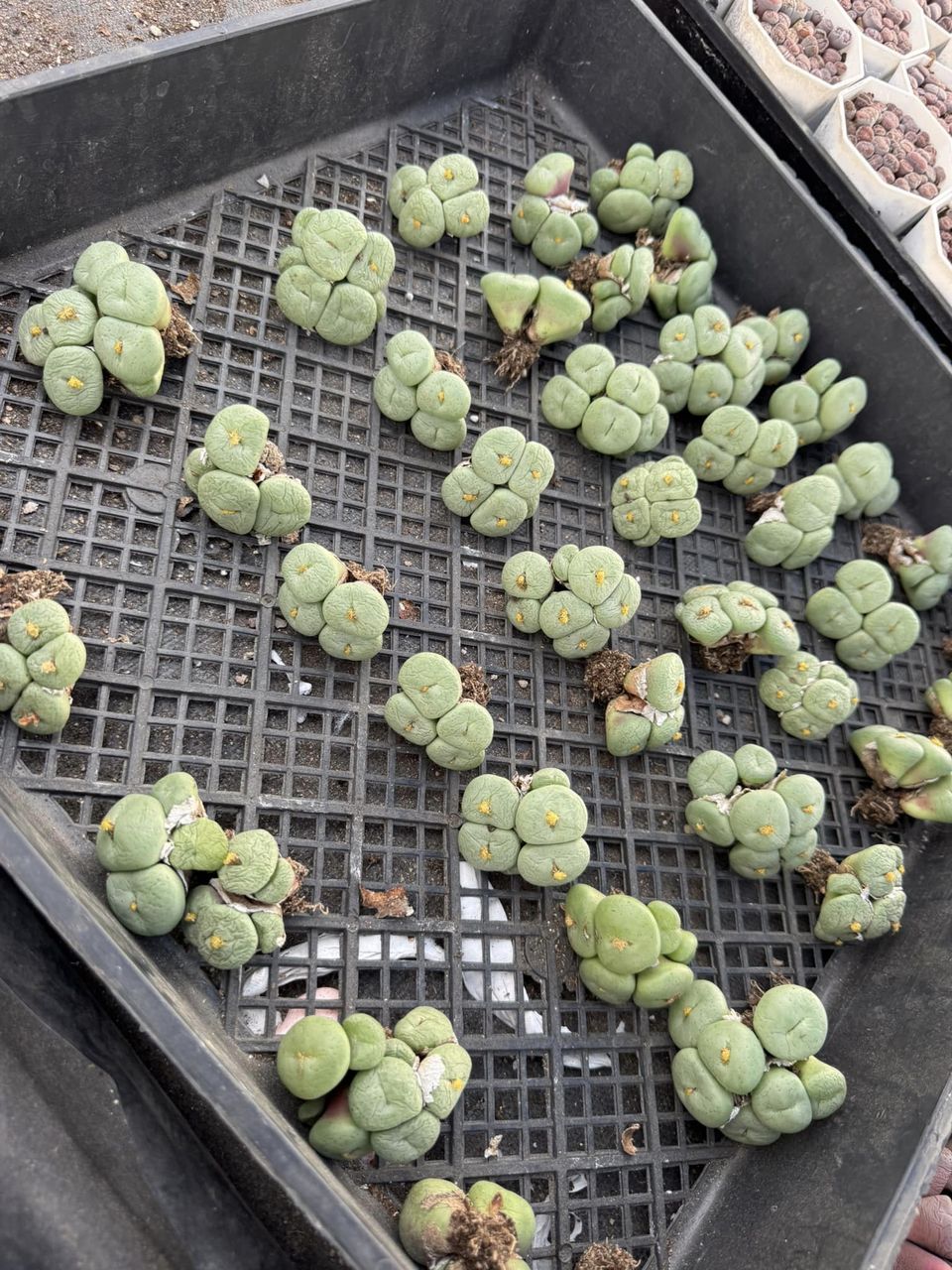 Conophytum obcordellum var. Ceresianum cluster