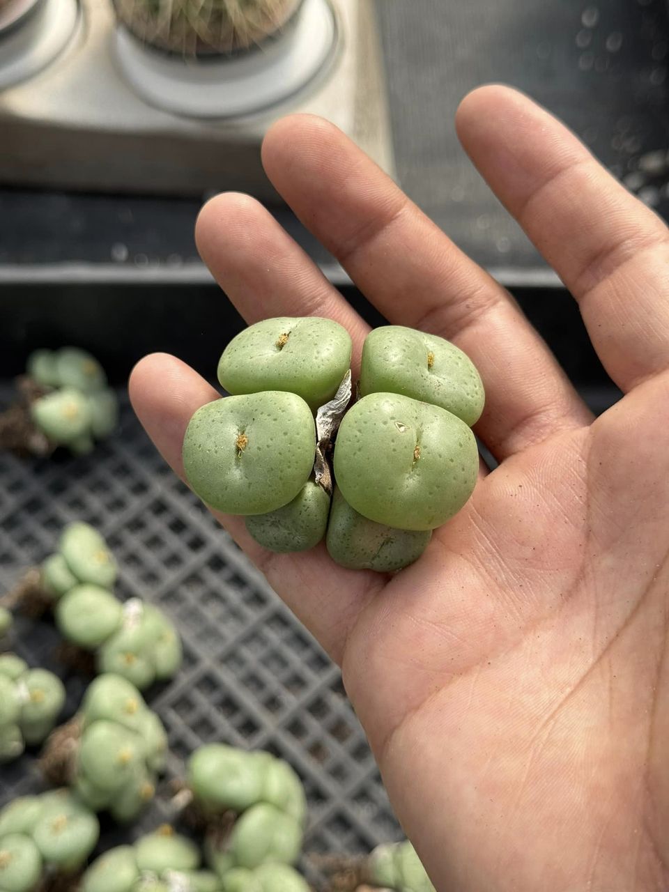 Conophytum obcordellum var. Ceresianum cluster