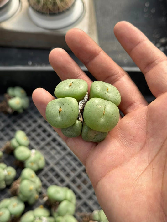 Conophytum obcordellum var. Ceresianum cluster