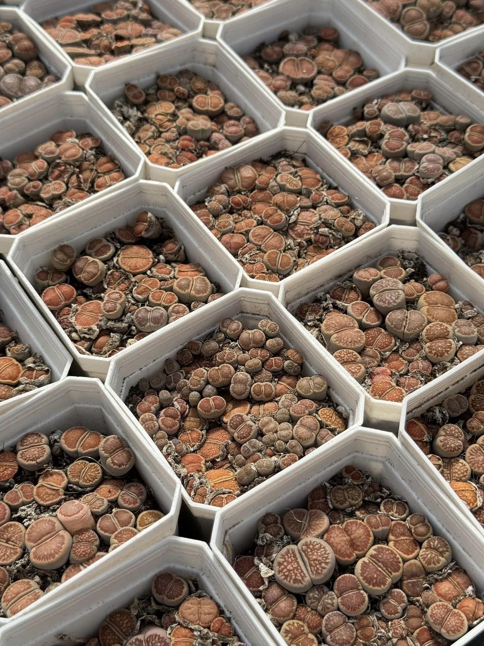 Lithops julii ‘kikushogiyoku’ cluster