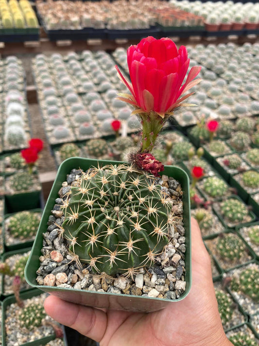 Lobivia pojoensis var. Grandiflora