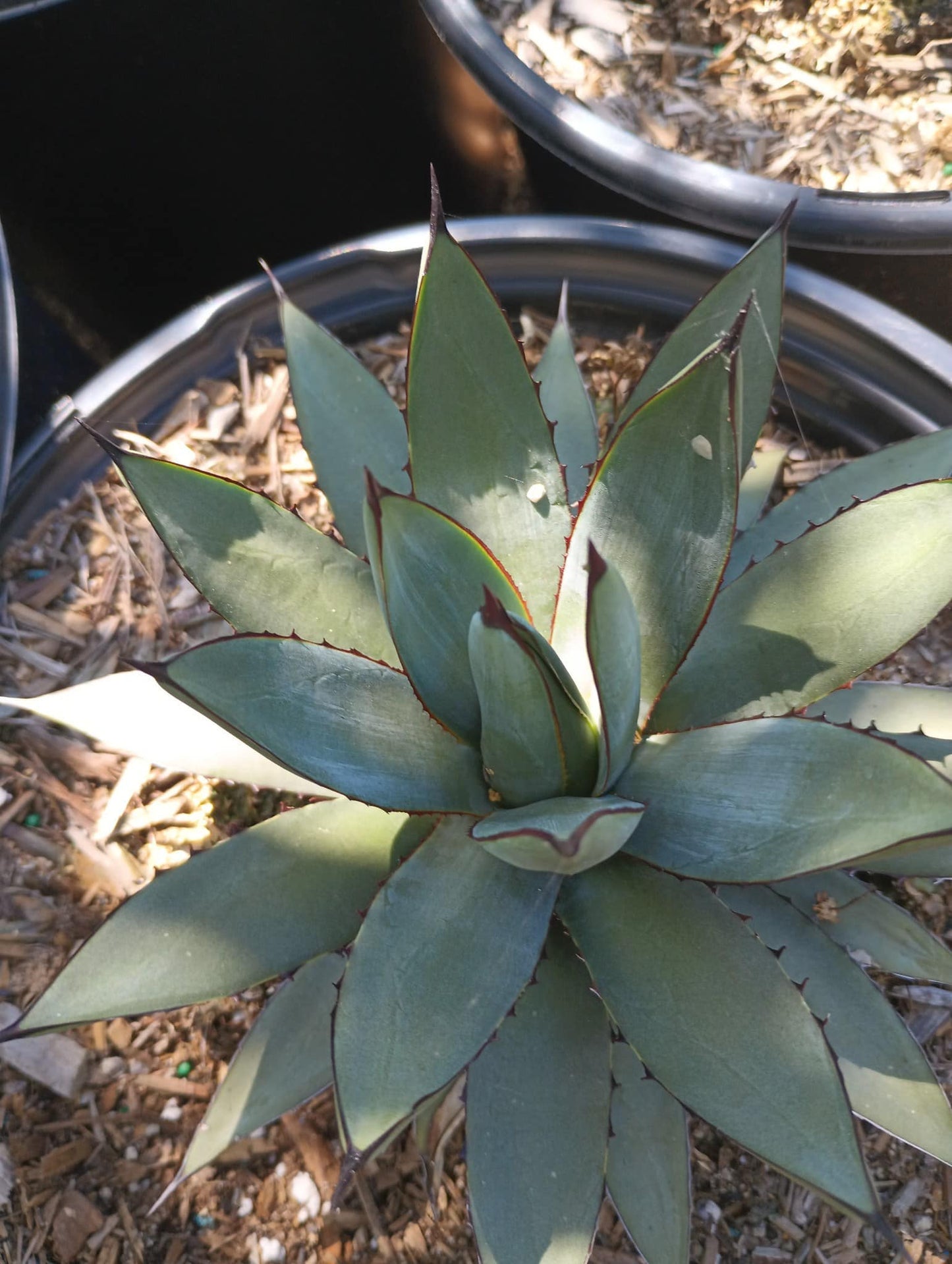 Agave royal spine