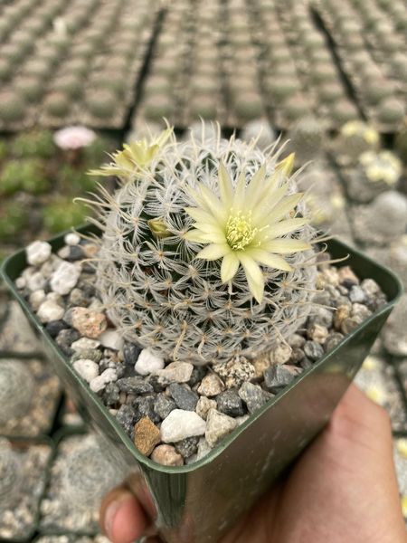 Mammillaria duwei