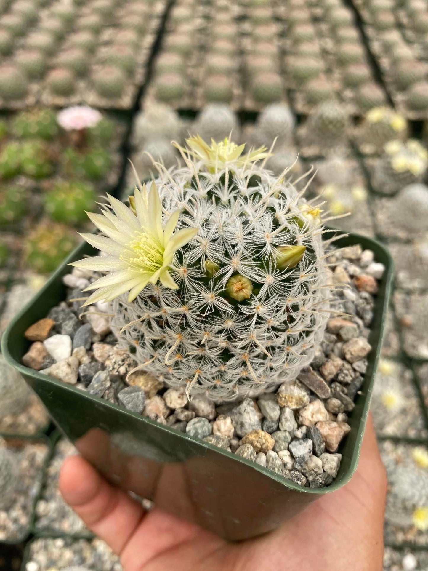 Mammillaria duwei